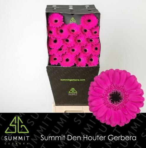 Gerbera mini Anna