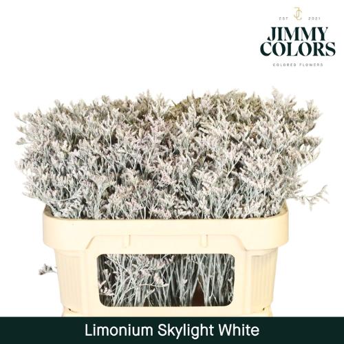 Limonium overig kleurbehandeld H%