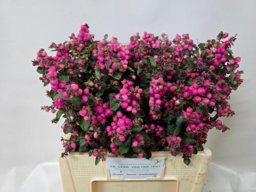Symphoricarpos (Pink Berry Grp) Magical Ruby Falls