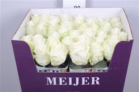 Rosa grootbloemig Avalanche+