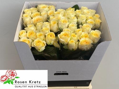 Rosa grootbloemig Buttercup
