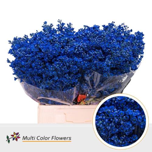 Chamelaucium kleurbehandeld H%