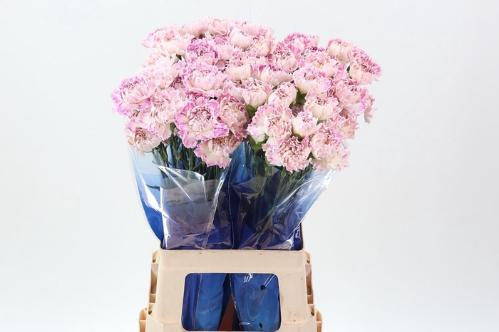 Dianthus standaard overig