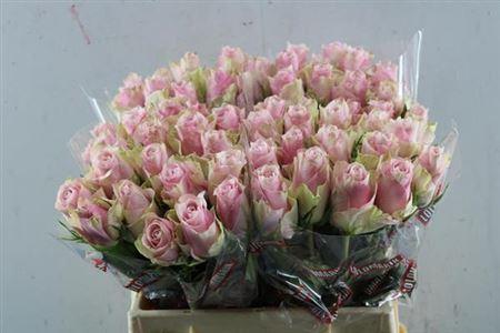 Rosa grootbloemig Pink Athena