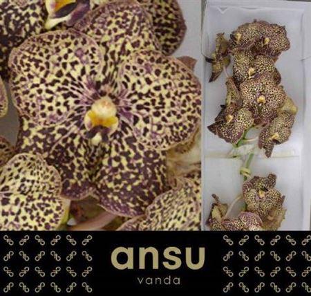 Vanda Sunanda Ocelot Mocha