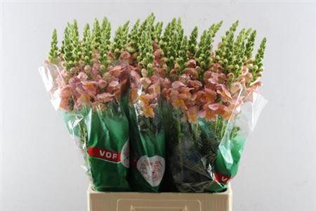 Antirrhinum majus Toulon Apricot