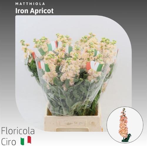 Matthiola incana 'Iron Apricot'