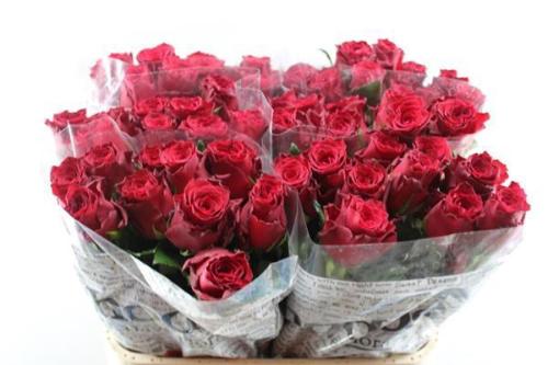 Rosa grootbloemig Rhodos