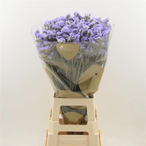 Limonium sinuatum Sky Wings