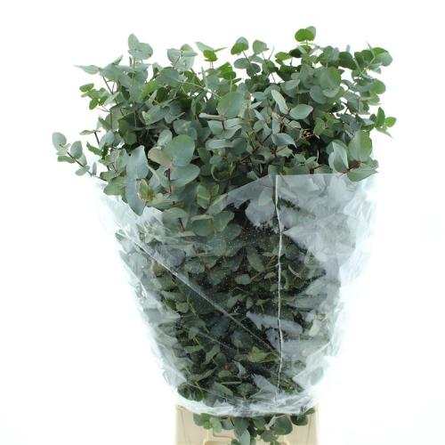 Eucalyptus per bos cinerea