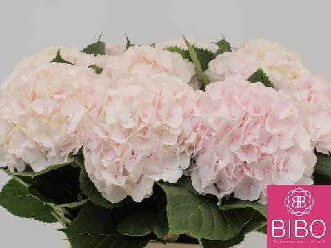Hydrangea macrophylla 'Sweet Verena'