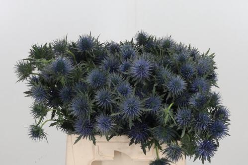 Eryngium planum Magnetar Questar
