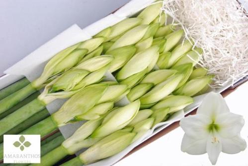 Hippeastrum Galaxy Grp 'Mont Blanc'