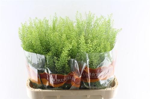 Thlaspi Green Bell