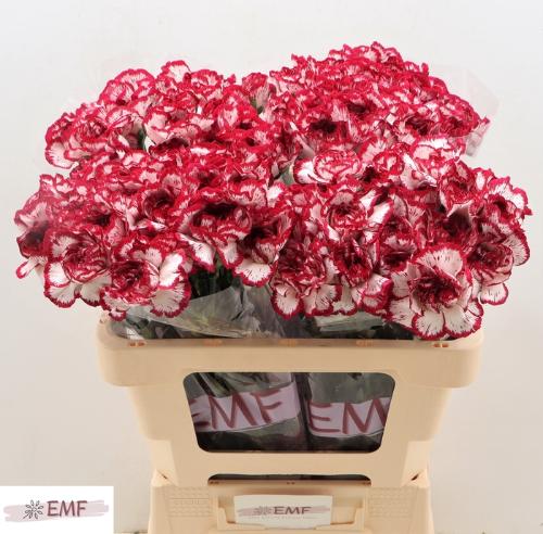 Dianthus standaard Baccarat