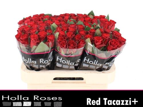 Rosa grootbloemig Red Tacazzi+
