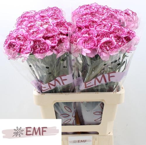 Dianthus standaard 'Royal Damascus'