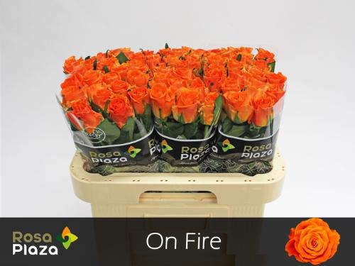 Rosa grootbloemig On Fire