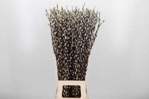 Salix caprea 'Snow Flake'