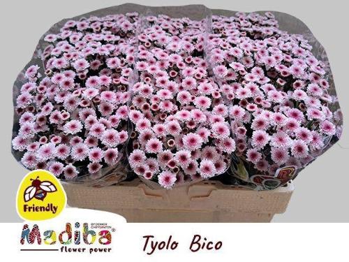 Chrysanthemum (Indicum Grp) tros santini Madiba Bico Tyolo