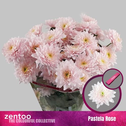 Chrysanthemum (Indicum Grp) tros Pastela Rosé