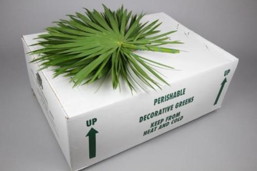 Sabal palmetto per bos