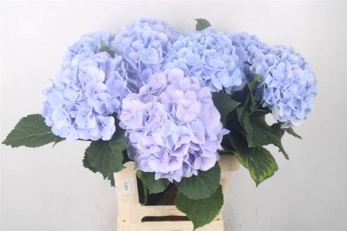 Hydrangea macrophylla 'Verena' (blauw)
