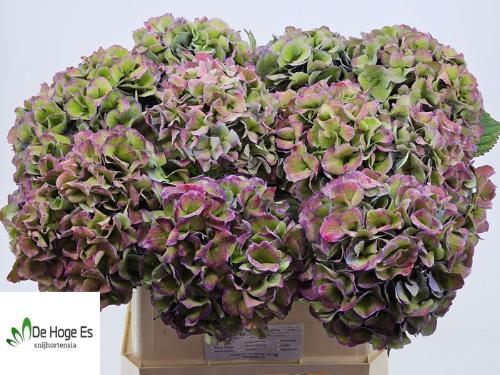 Hydrangea macrophylla Royal Love (classic)