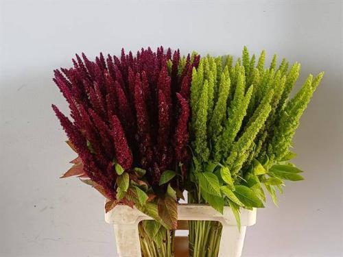 Amaranthus gemengd