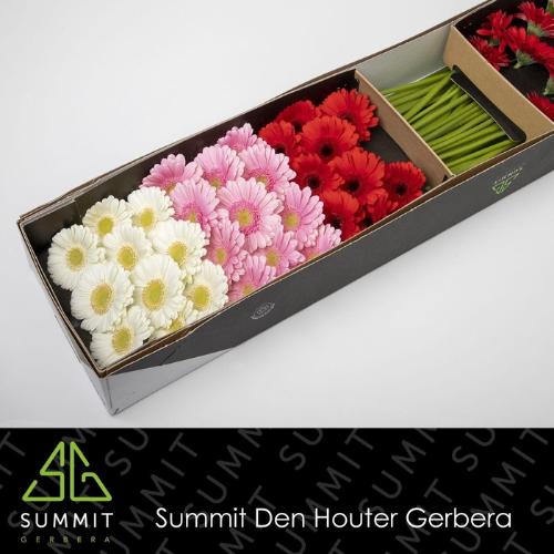 Gerbera mini gemengd op rij
