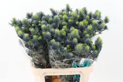 Eryngium Supernova Questar