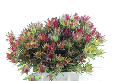 Leucadendron salignum 'Blush'