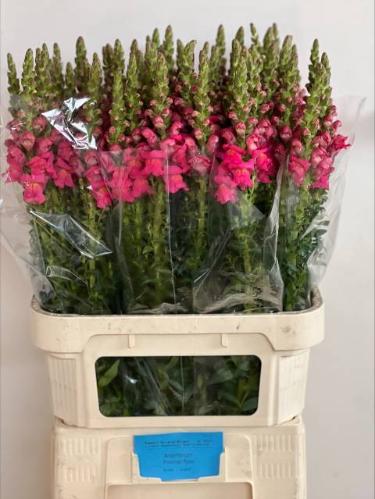 Antirrhinum majus 'Potomac Rose'