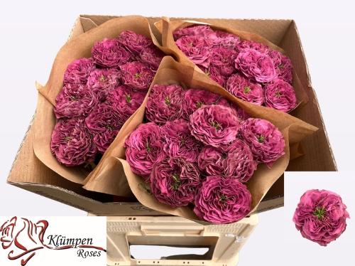 Rosa grootbloemig Purple Delight
