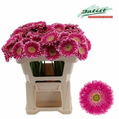 Gerbera mini Wonderwall
