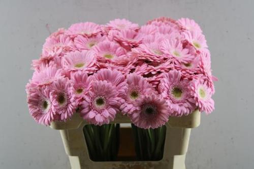 Gerbera mini 'Babble'
