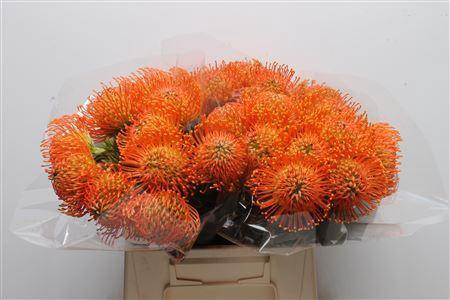 Leucospermum cordifolium 'Neena'