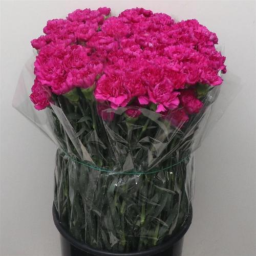 Dianthus standaard Dark Farida