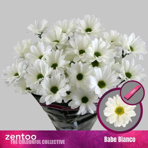 Chrysanthemum (Indicum Grp) tros Babe Bianco