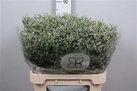 Limonium sinensis Clear Diamond