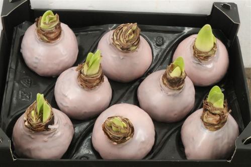 Hippeastrum bol gewaxt H%