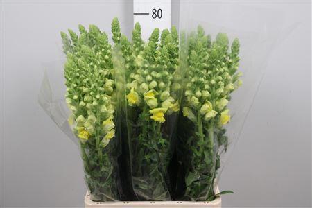 Antirrhinum majus 'Potomac Yellow'