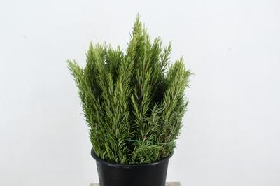 Rosmarinus officinalis