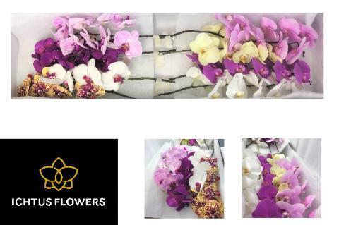 Phalaenopsis per tak gemengd