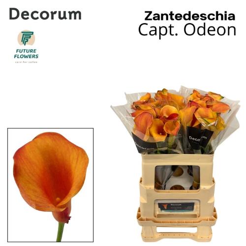 Zantedeschia 'Captain Odeon'