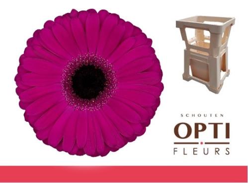 Gerbera grootbloemig 'Aladin'