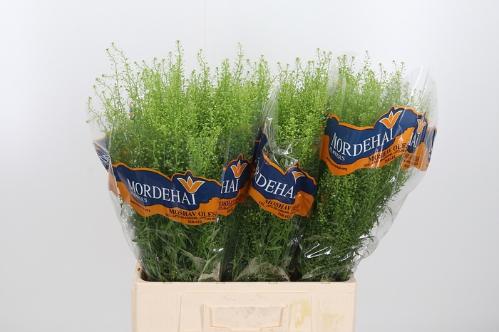 Thlaspi Green Bell