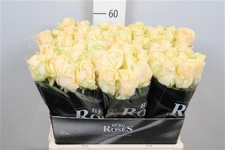 Rosa grootbloemig Avalanche Peach+