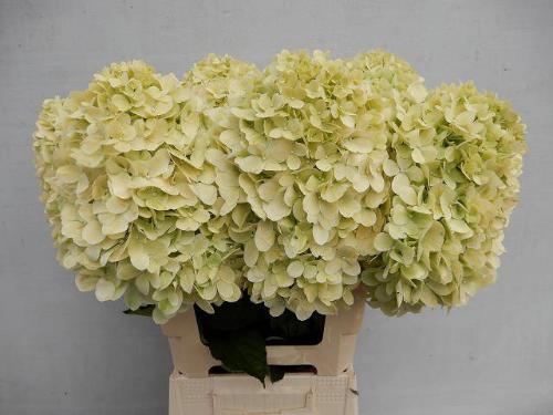 Hydrangea paniculata 'Limelight'