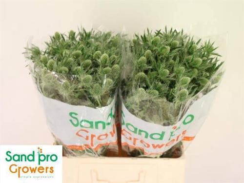 Eryngium Magical White Lagoon